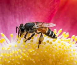 Albinele - indicatori naturali ai starii mediului