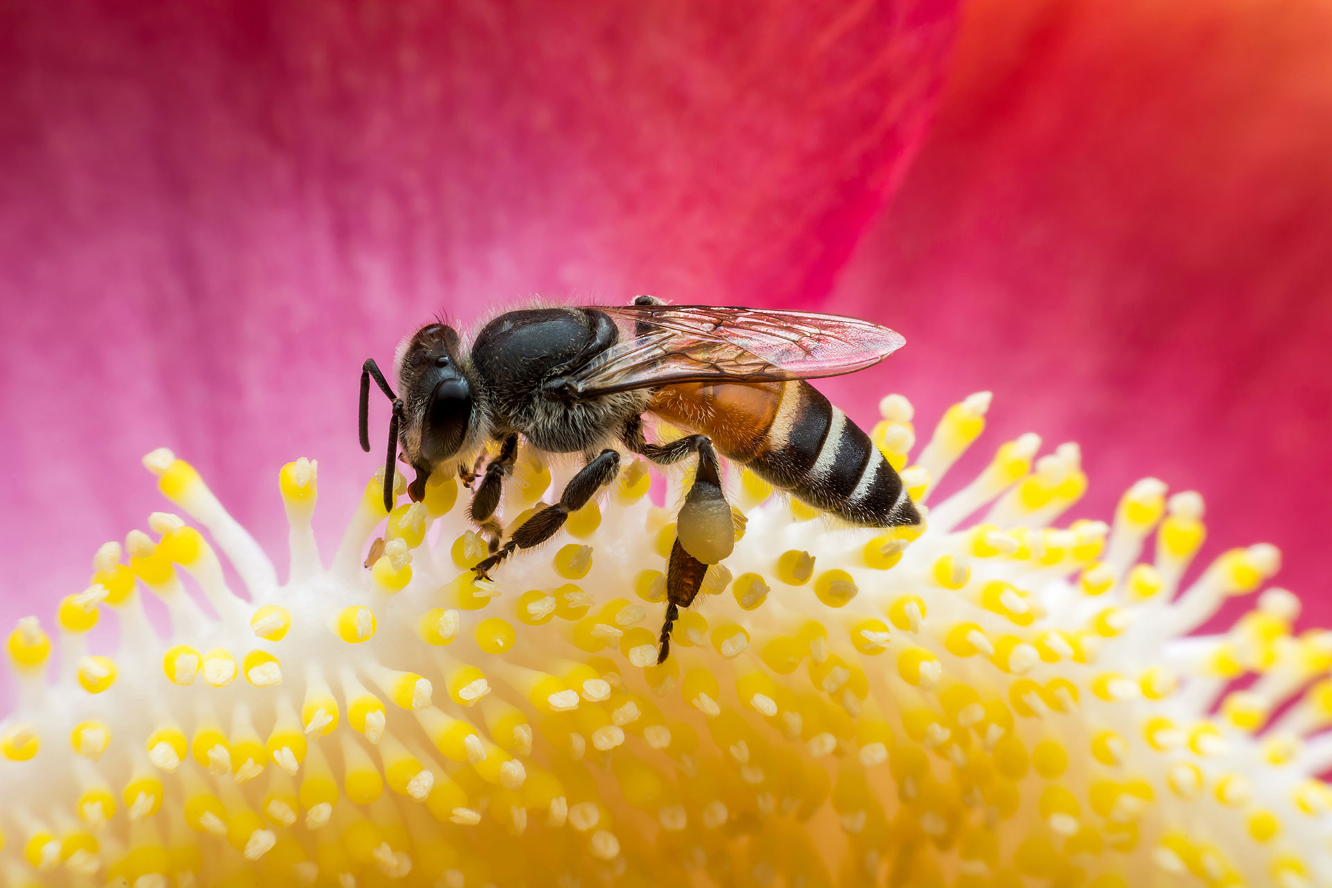 Albinele - indicatori naturali ai starii mediului